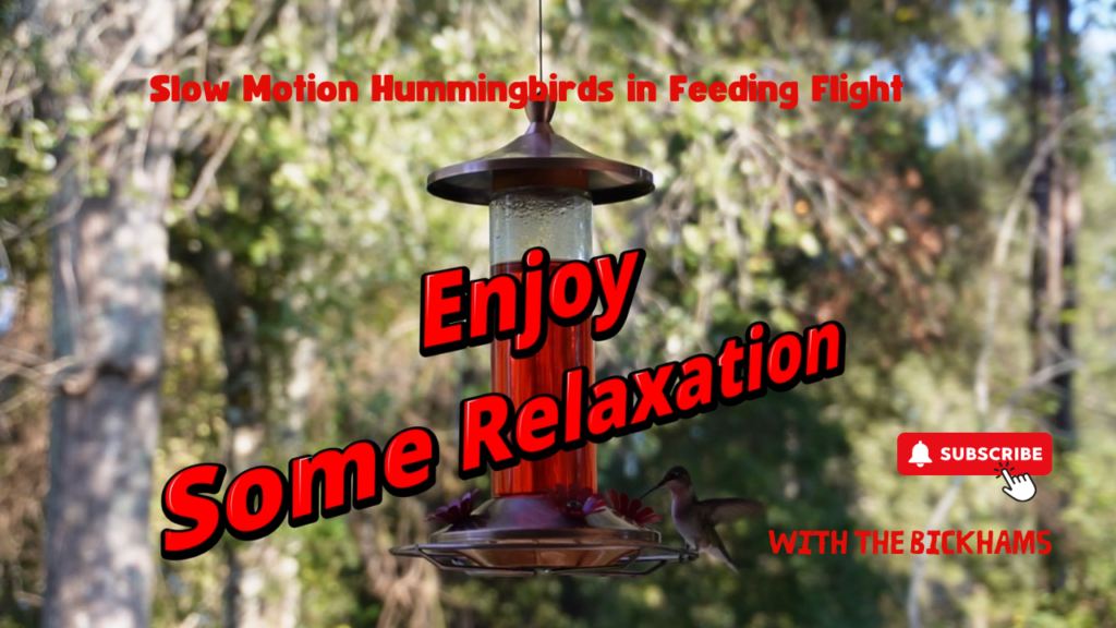 Hummingbirds in Flight youtube thumbnail